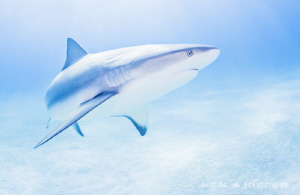 Reef Shark amongst Tigers 

I am a big fan of the sleek... by Ken Kiefer 